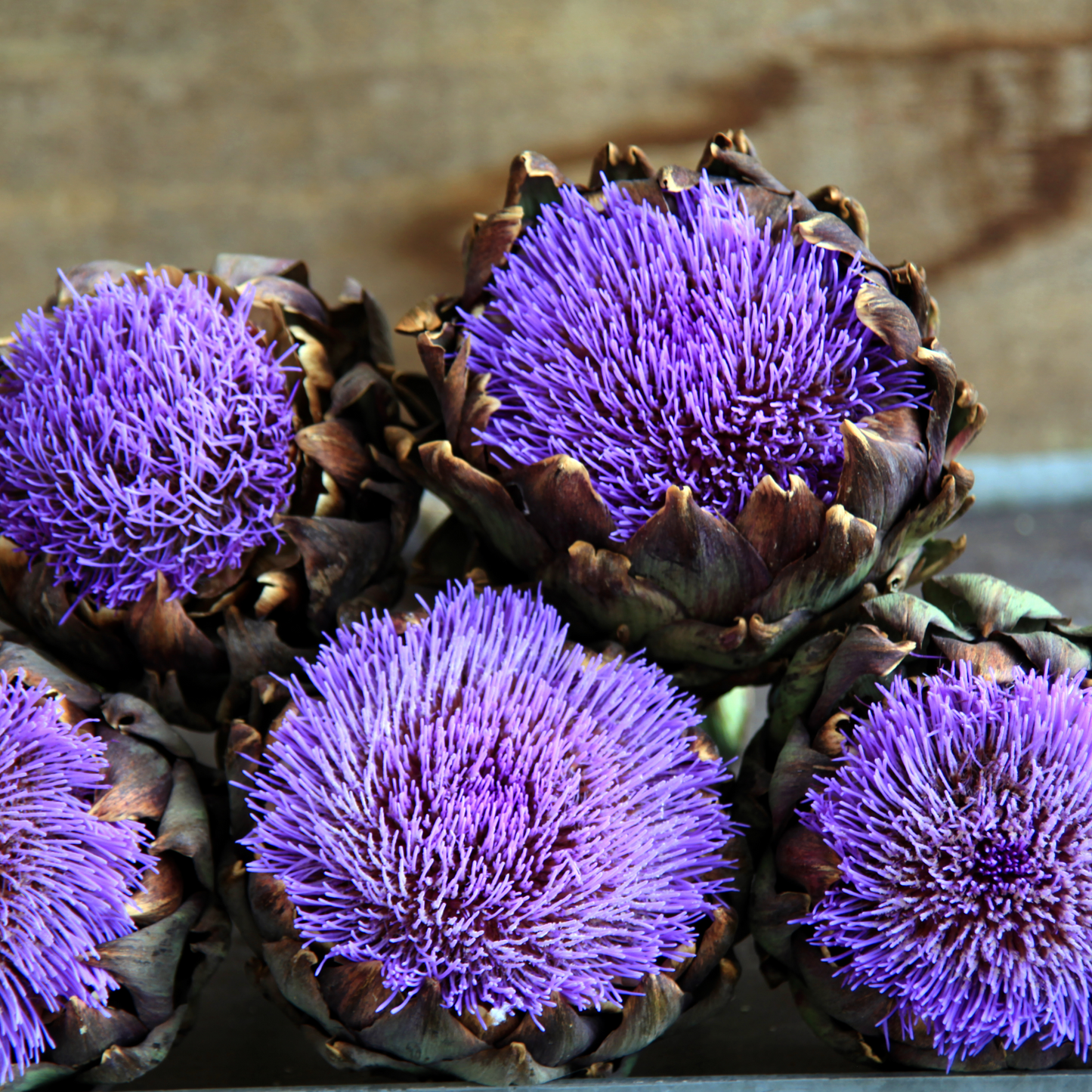 Artichoke Hearts Flowers in Provence