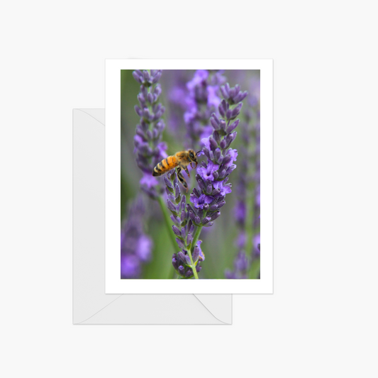 Bee Pollinating Lavender
