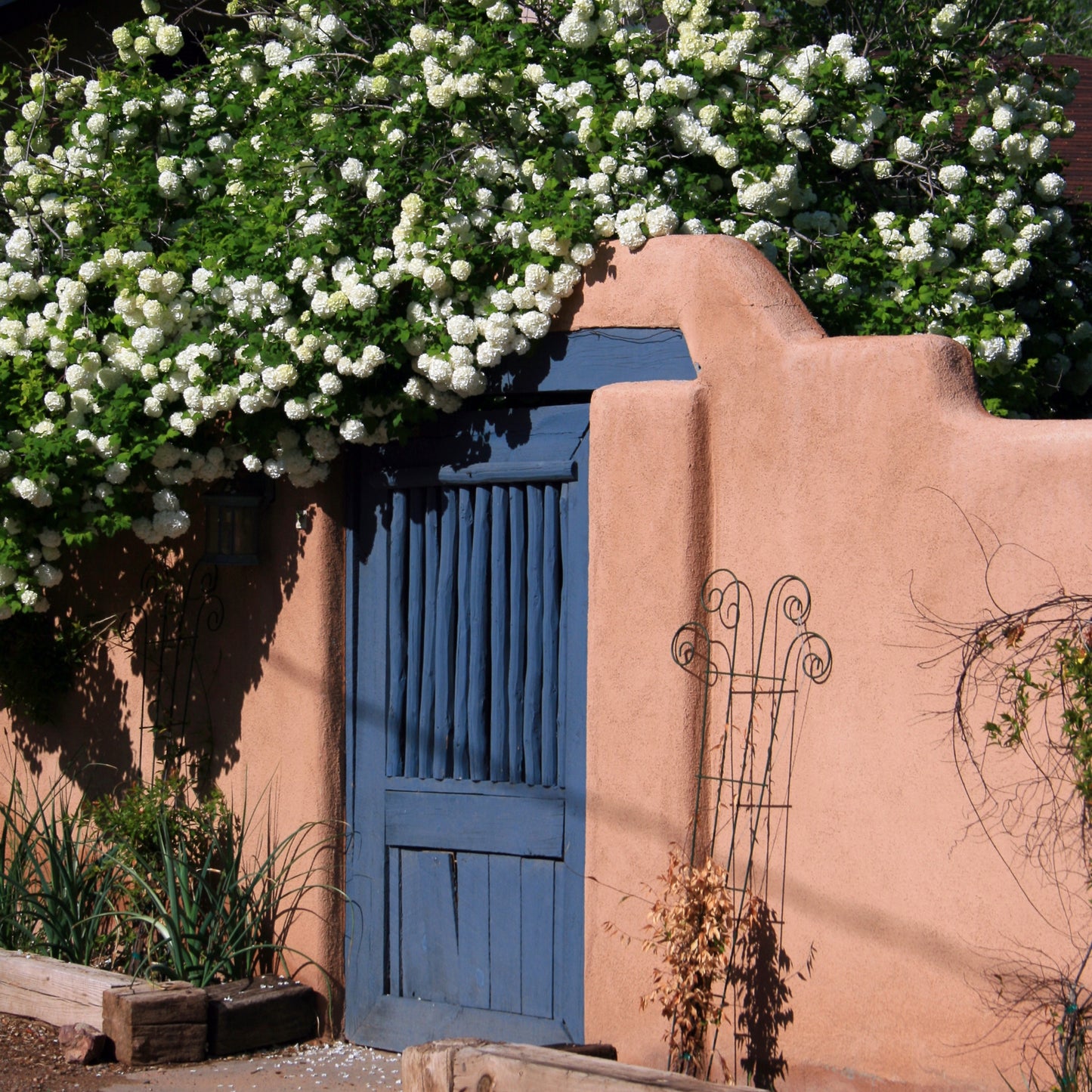 Blue Doorway with Snowball Bush