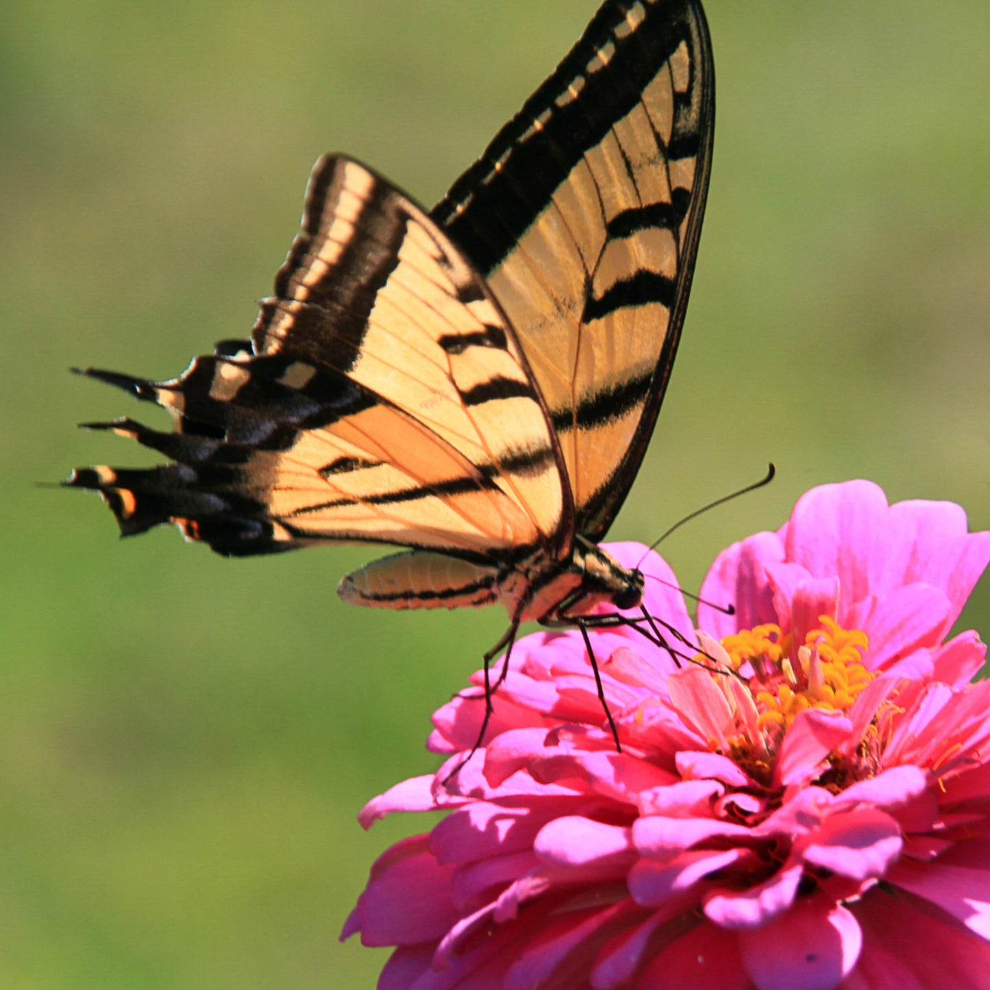 Butterfly Flowers