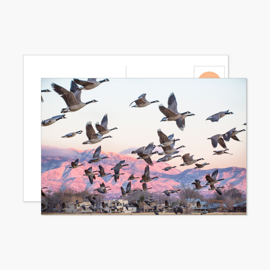 Canada Geese Taking off at Sunset Postcard