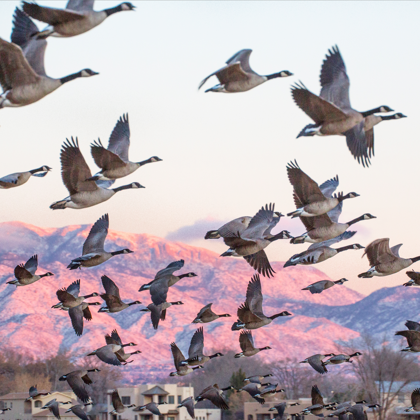 Canada Geese Taking off at Sunset Postcard