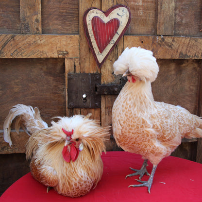Chicken in Love