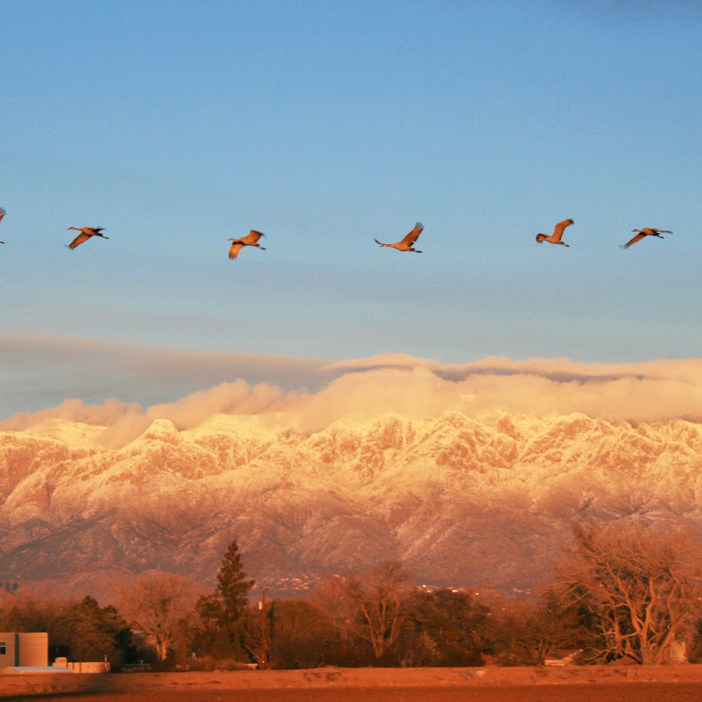 Sandhill Cranes and Sandia Mountains at Sunset