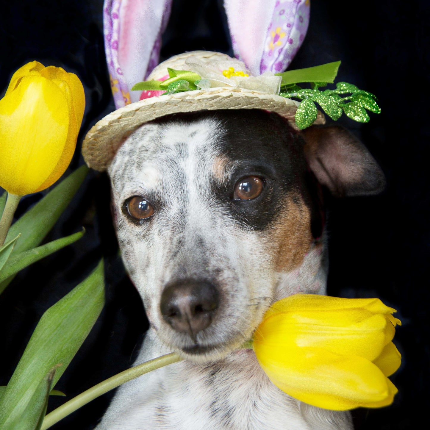 Dutch Easter