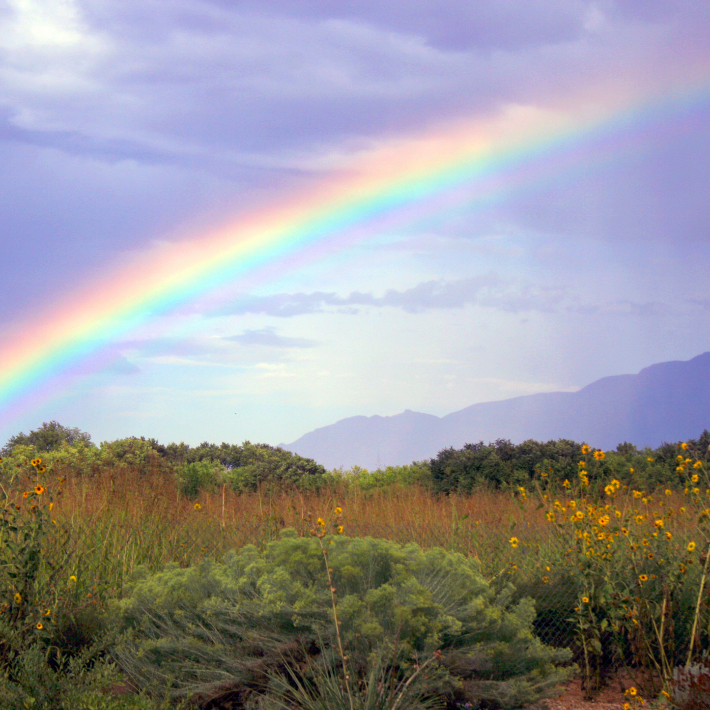 Enchanting Views Metallic Print