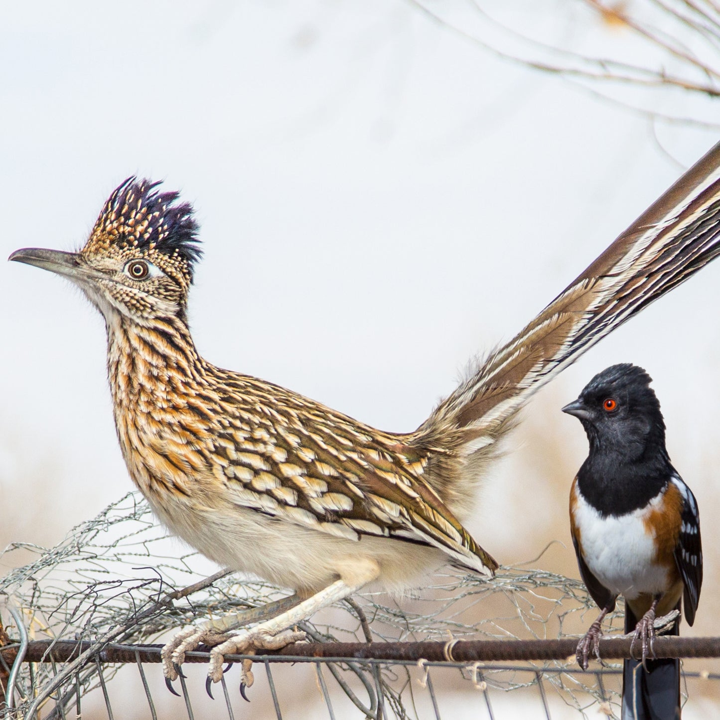 Road Runner and Friends