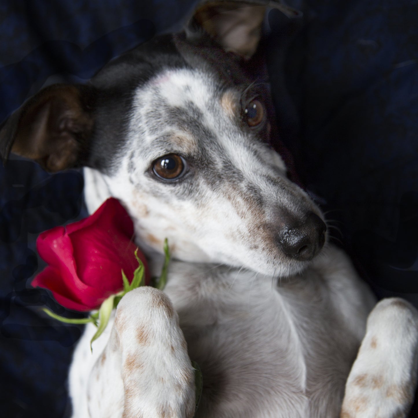 Roses are Red Dogs are Blue