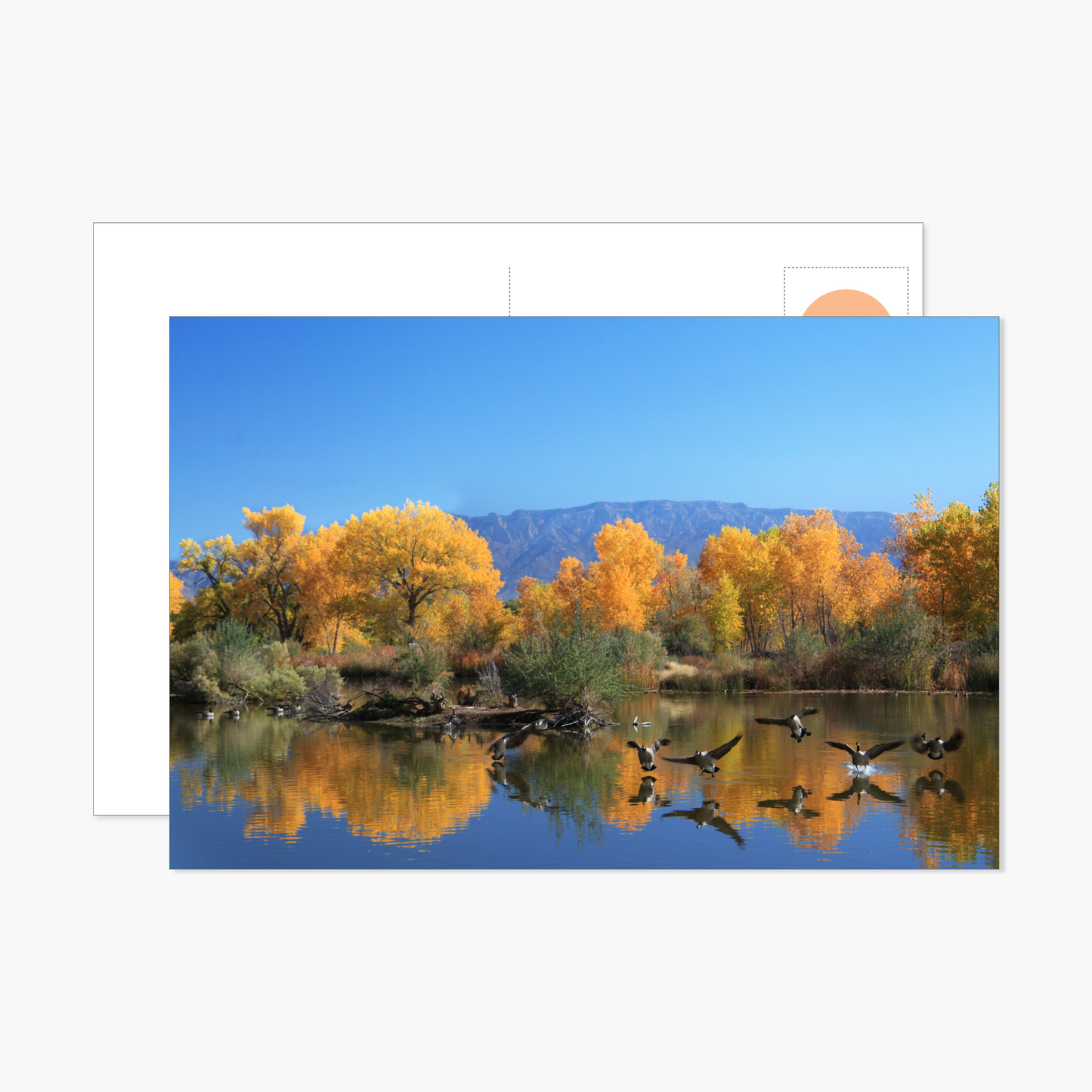 Golden Reflections with Canada Geese Landing Postcard