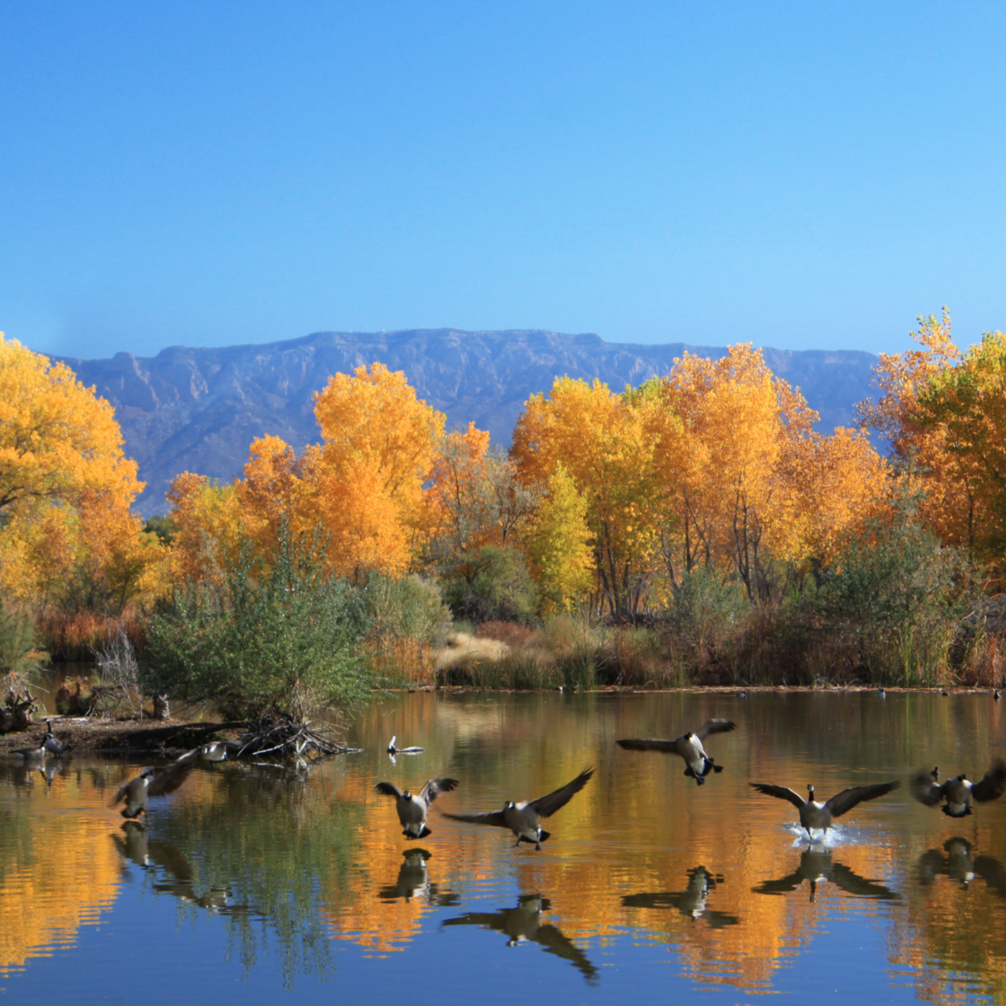 Golden Reflections with Canada Geese Landing Postcard