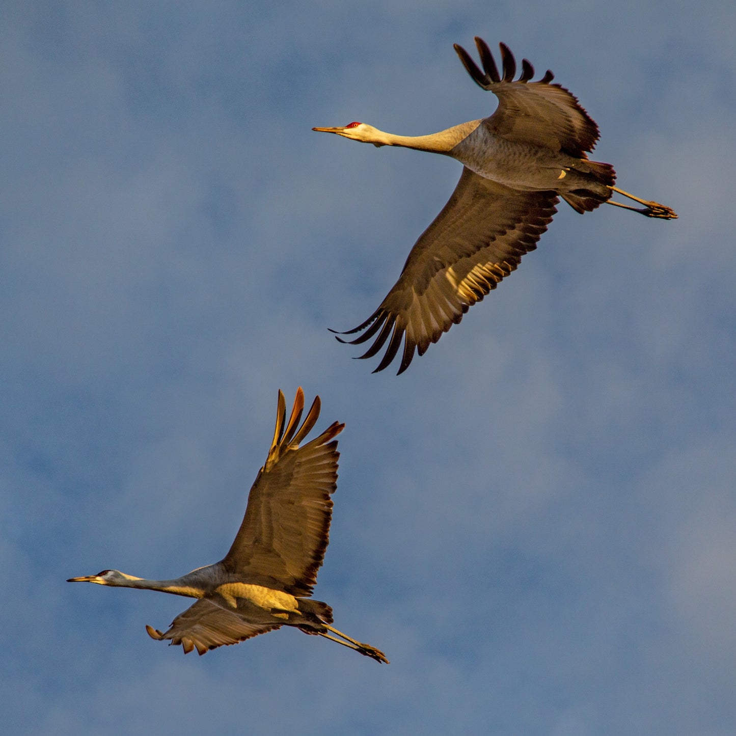 Sandhill Cranes Flying
