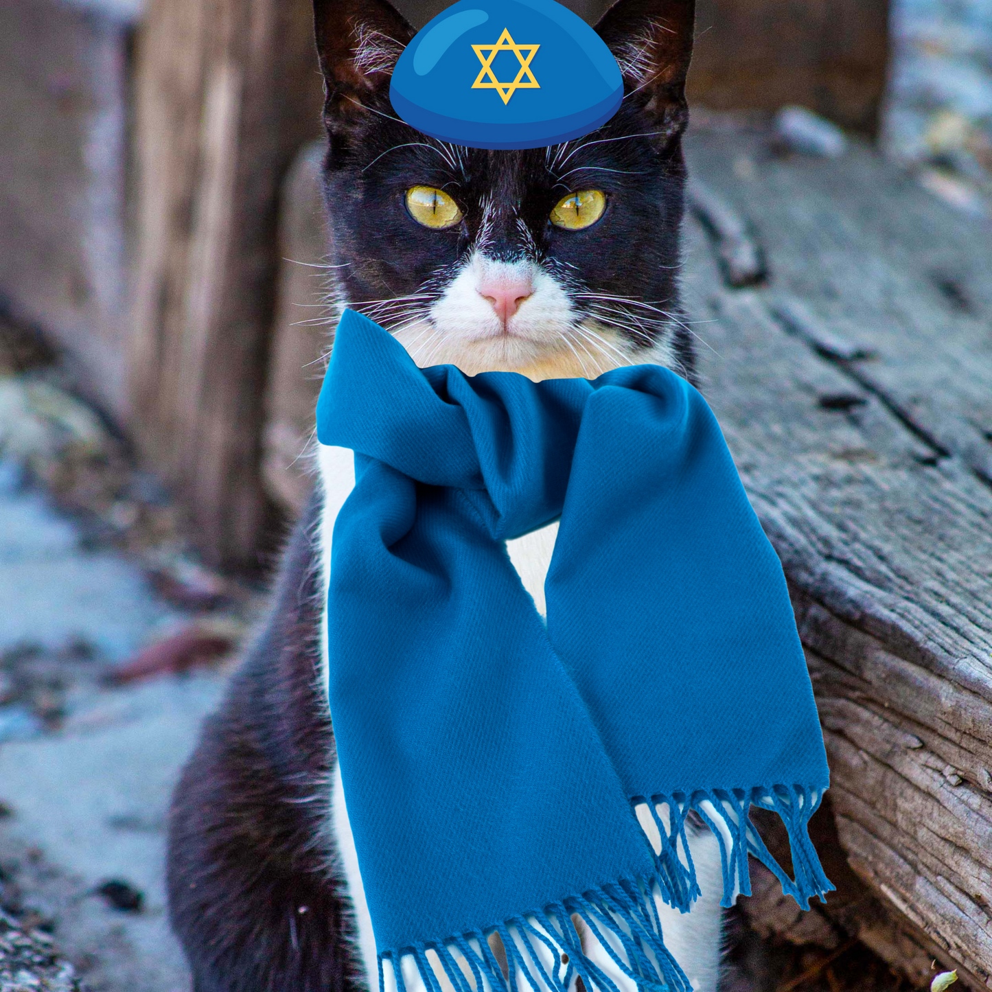 Hanukkah Cat