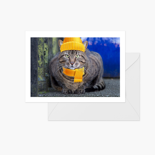 Winter Cat