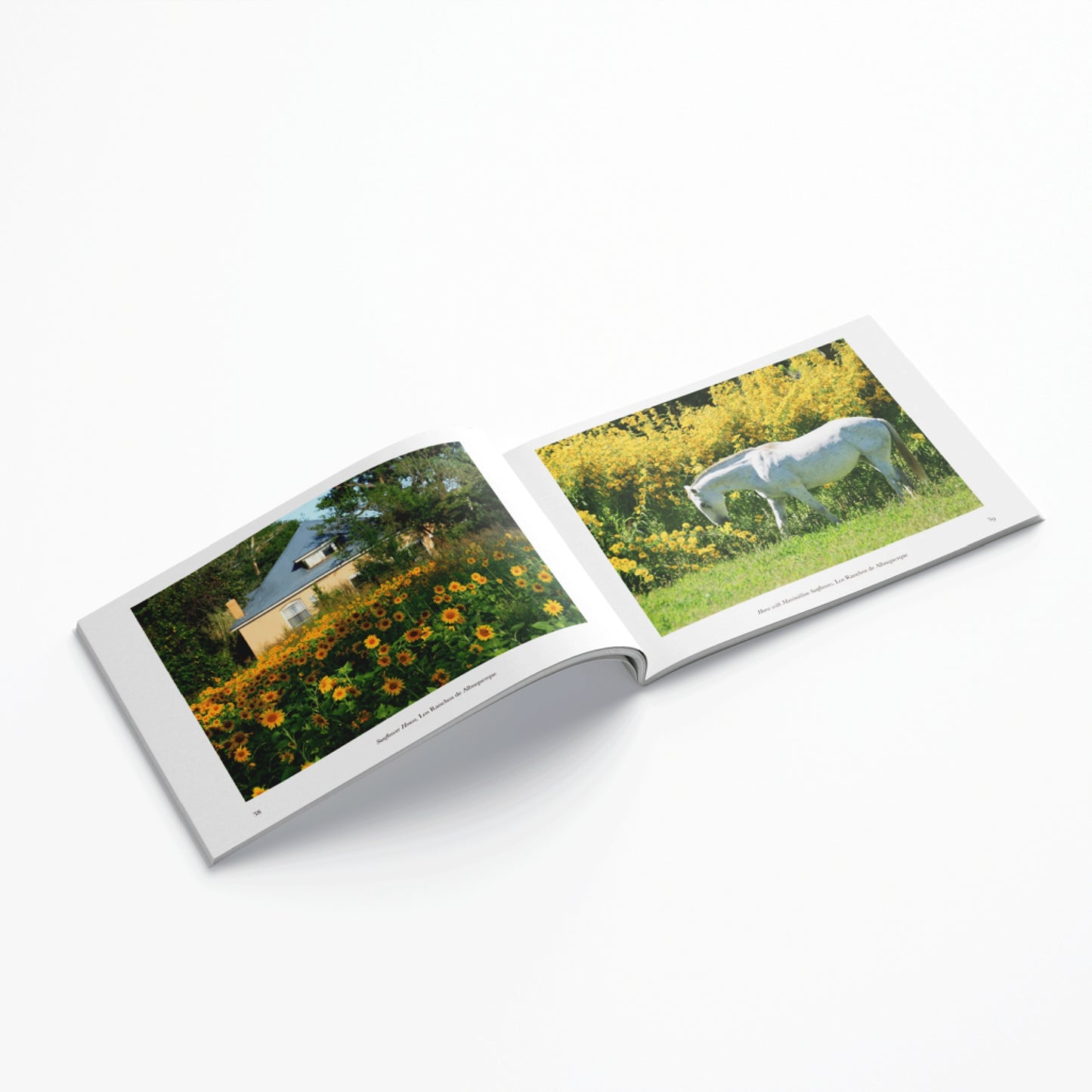 Walking Through the Seasons Book