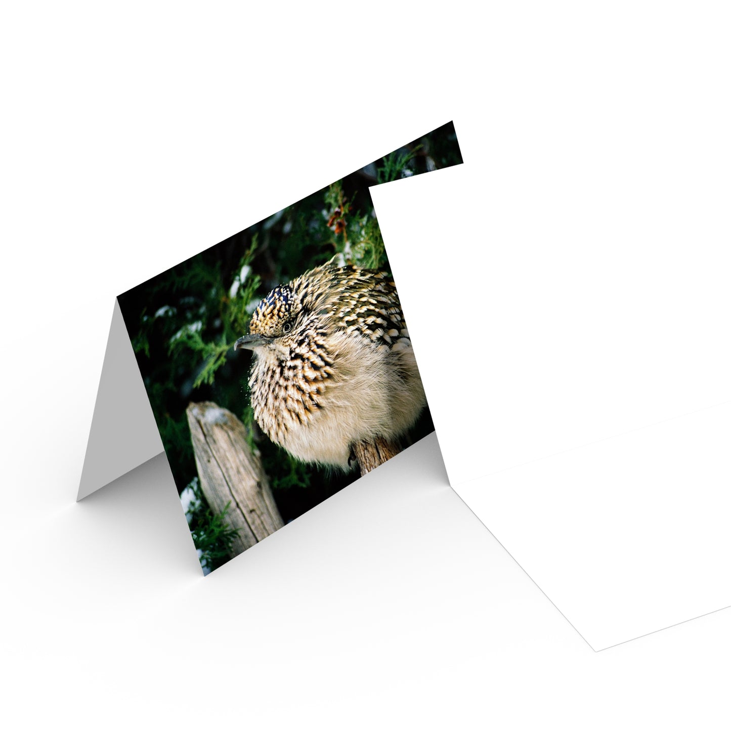 Roadrunner's of New Mexico Card Collection