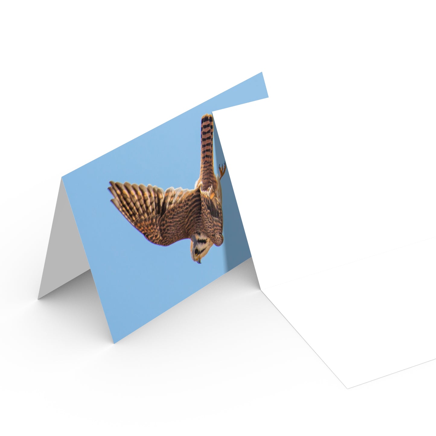 Bird's-Eye View Card Collection