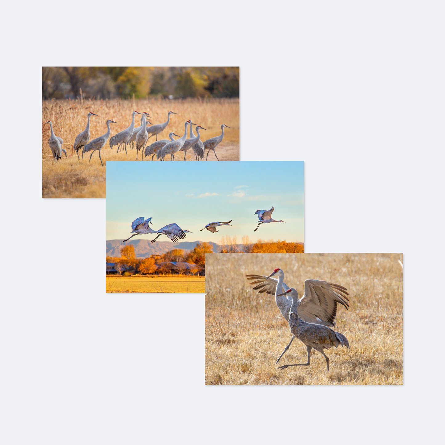 New Sandhill Crane Card Collection
