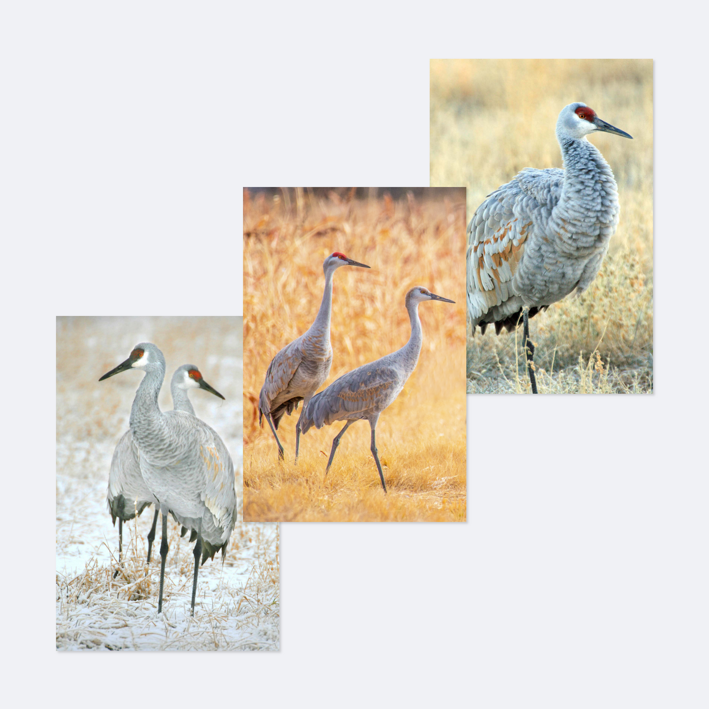 New Sandhill Crane Card Collection