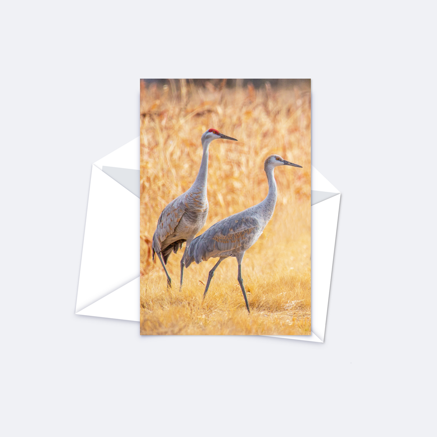 New Sandhill Crane Card Collection