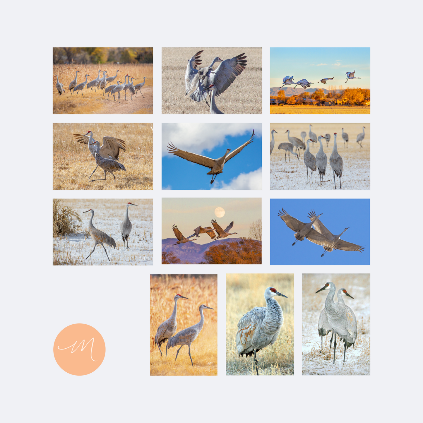 New Sandhill Crane Card Collection