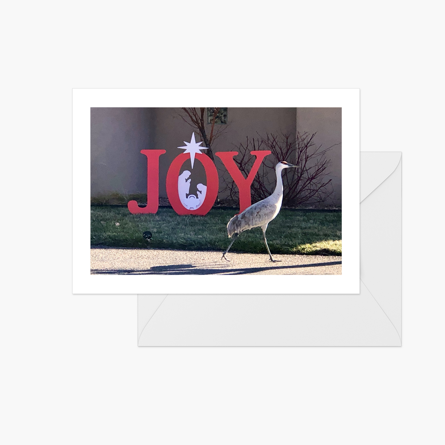 Joy to the Sandhill Crane
