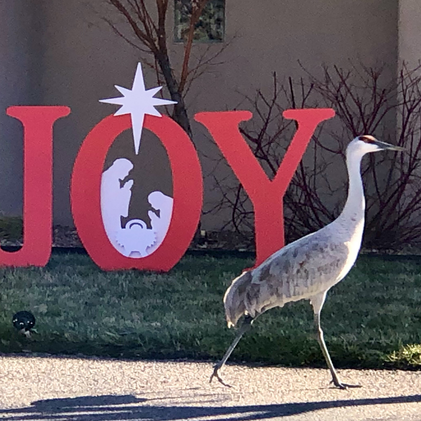 Joy to the Sandhill Crane