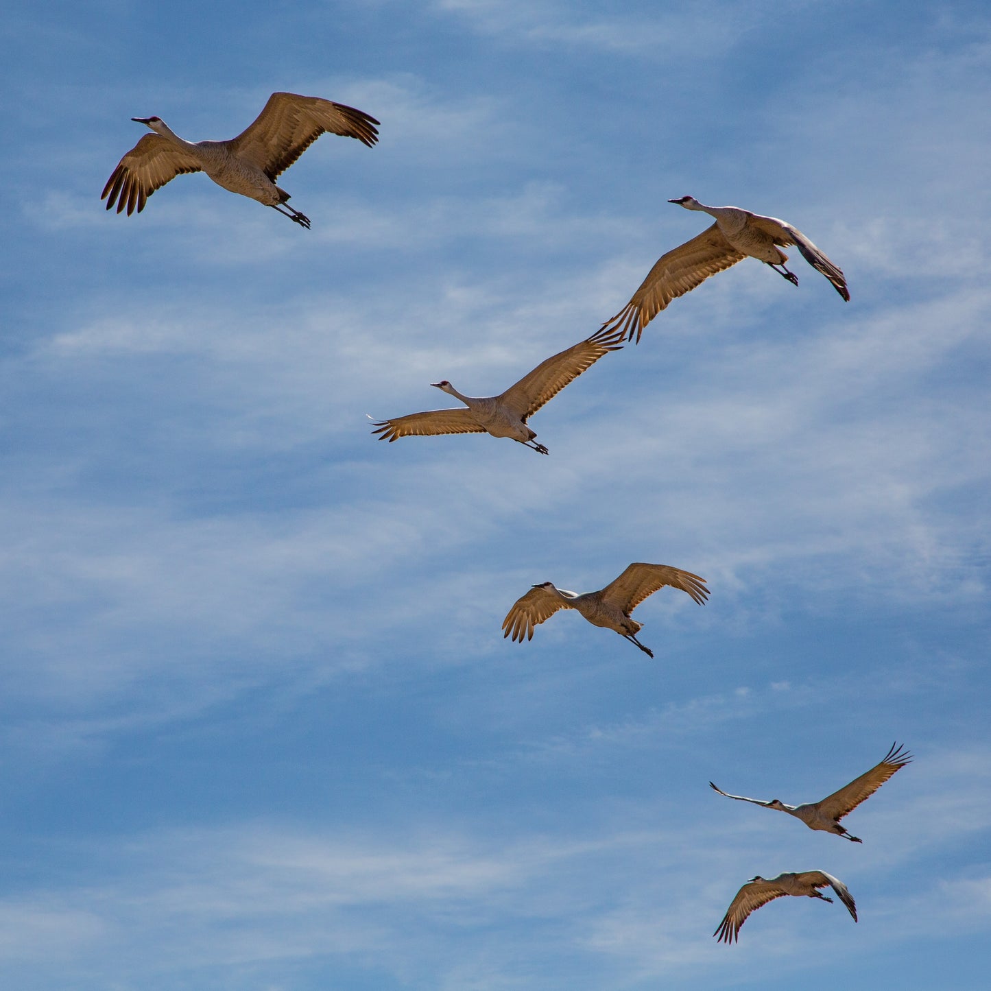 Sandhill Crane Wings Touching