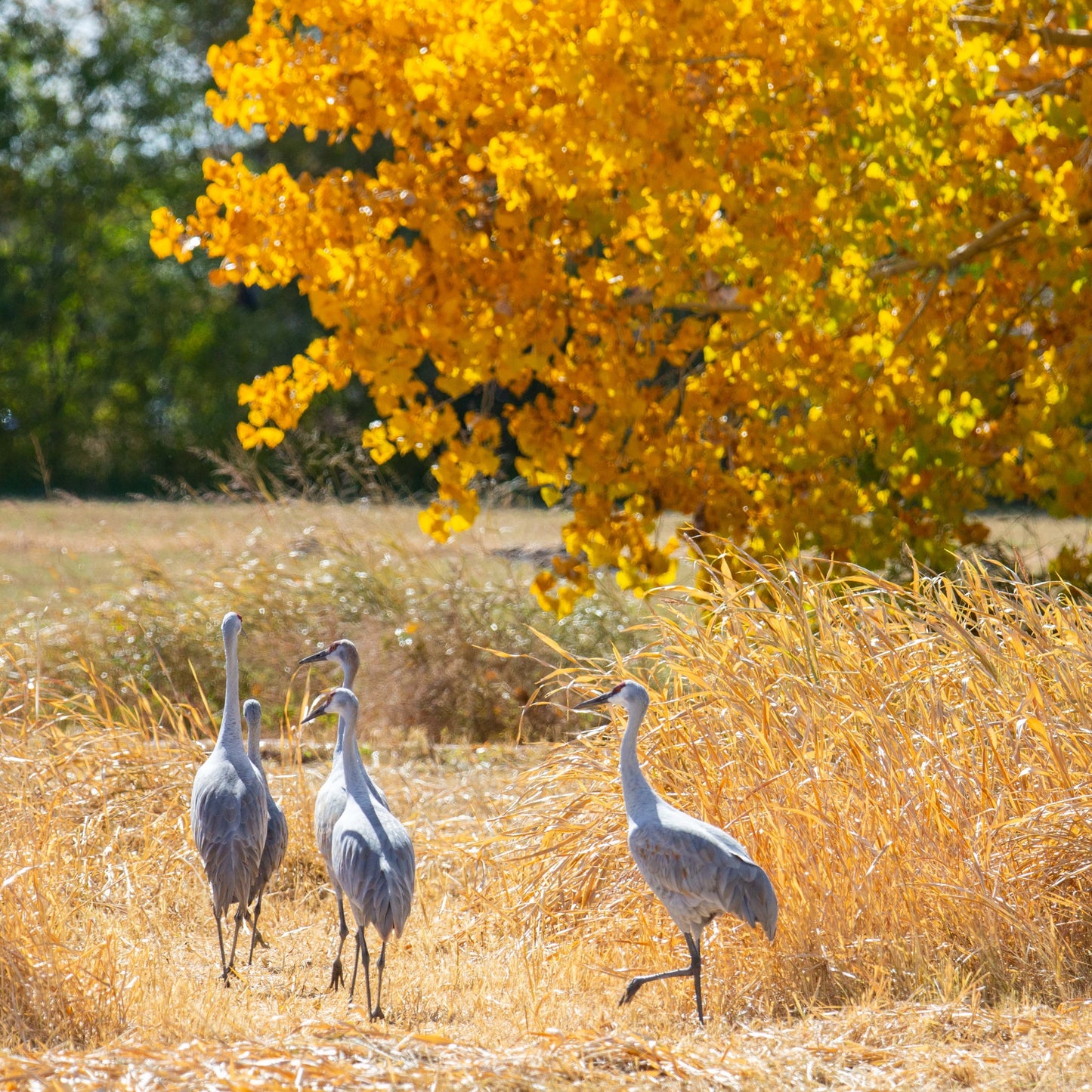Fall Cranes New Mexico Open Space
