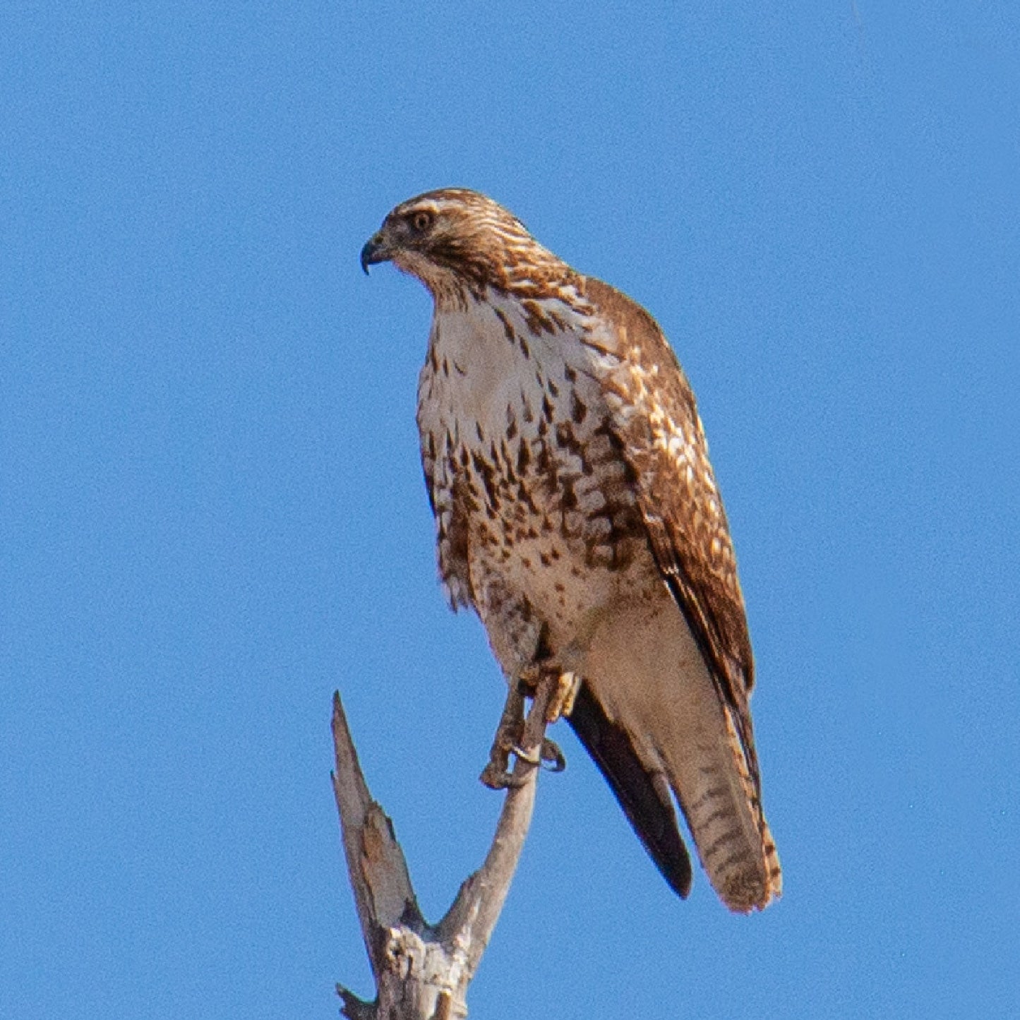 Large Hawk with Blue Skies