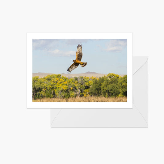 Northern Harrier