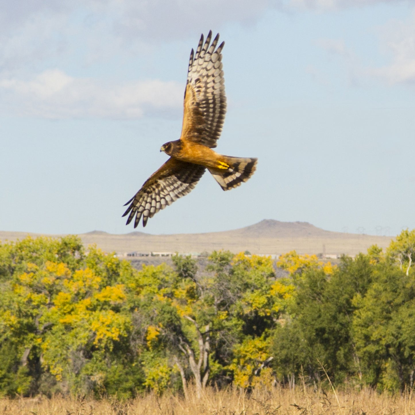 Northern Harrier