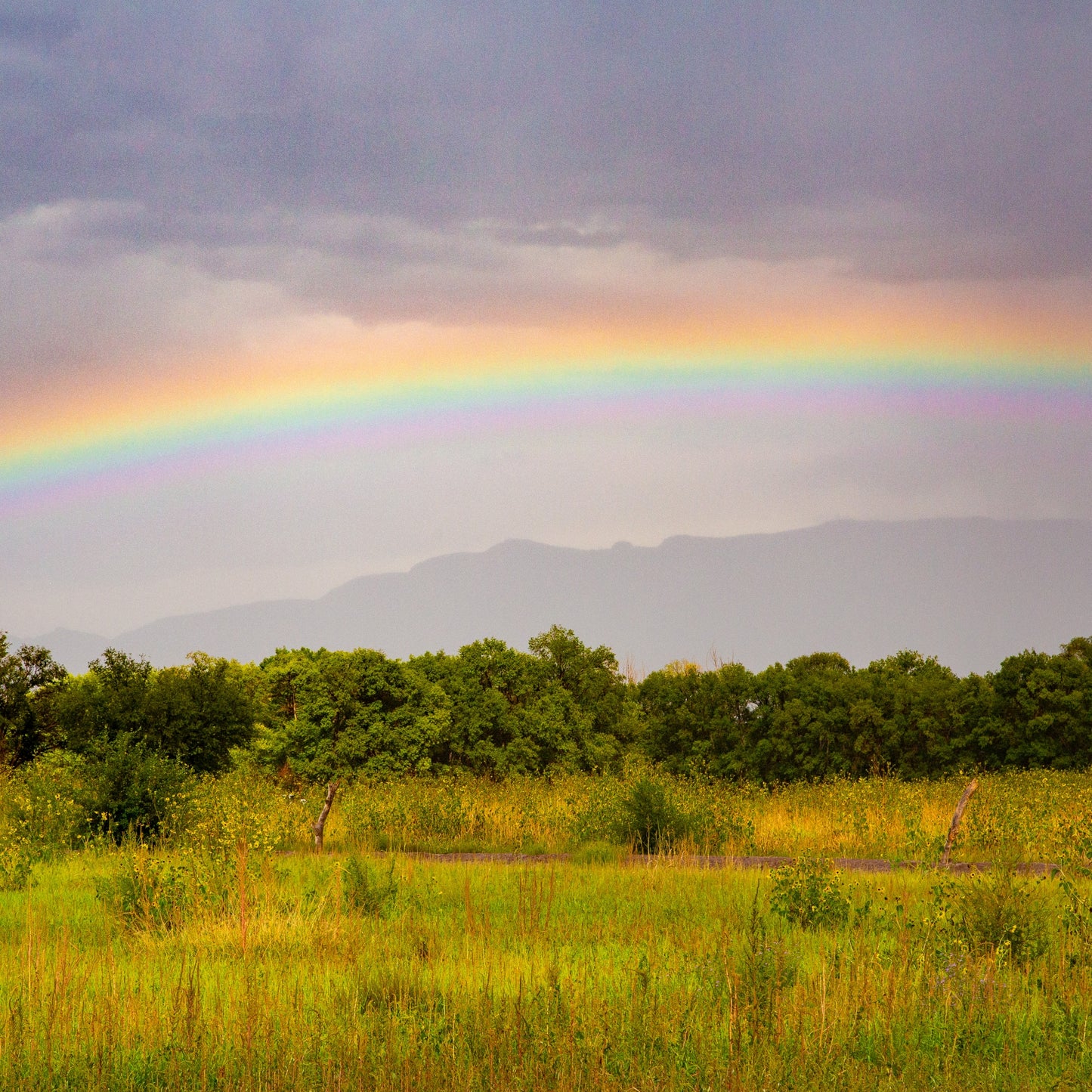 Rainbow Fields