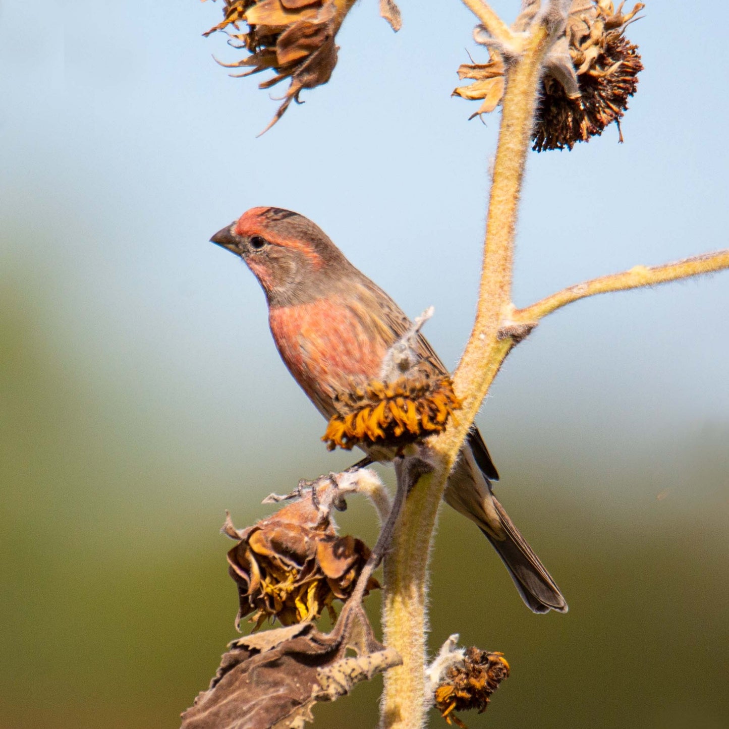 House Finch on Dried Sunflowers