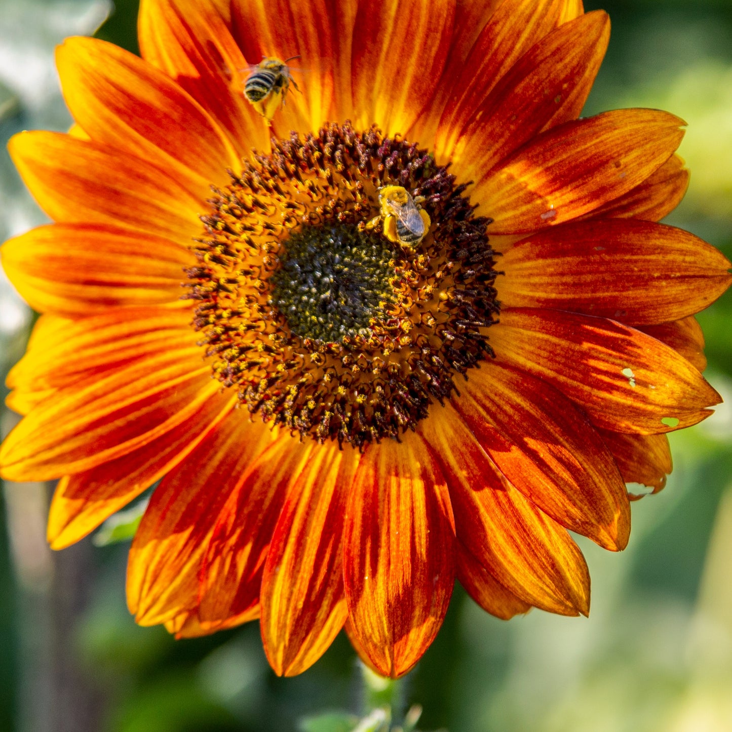 Red Sunflowers with Bees