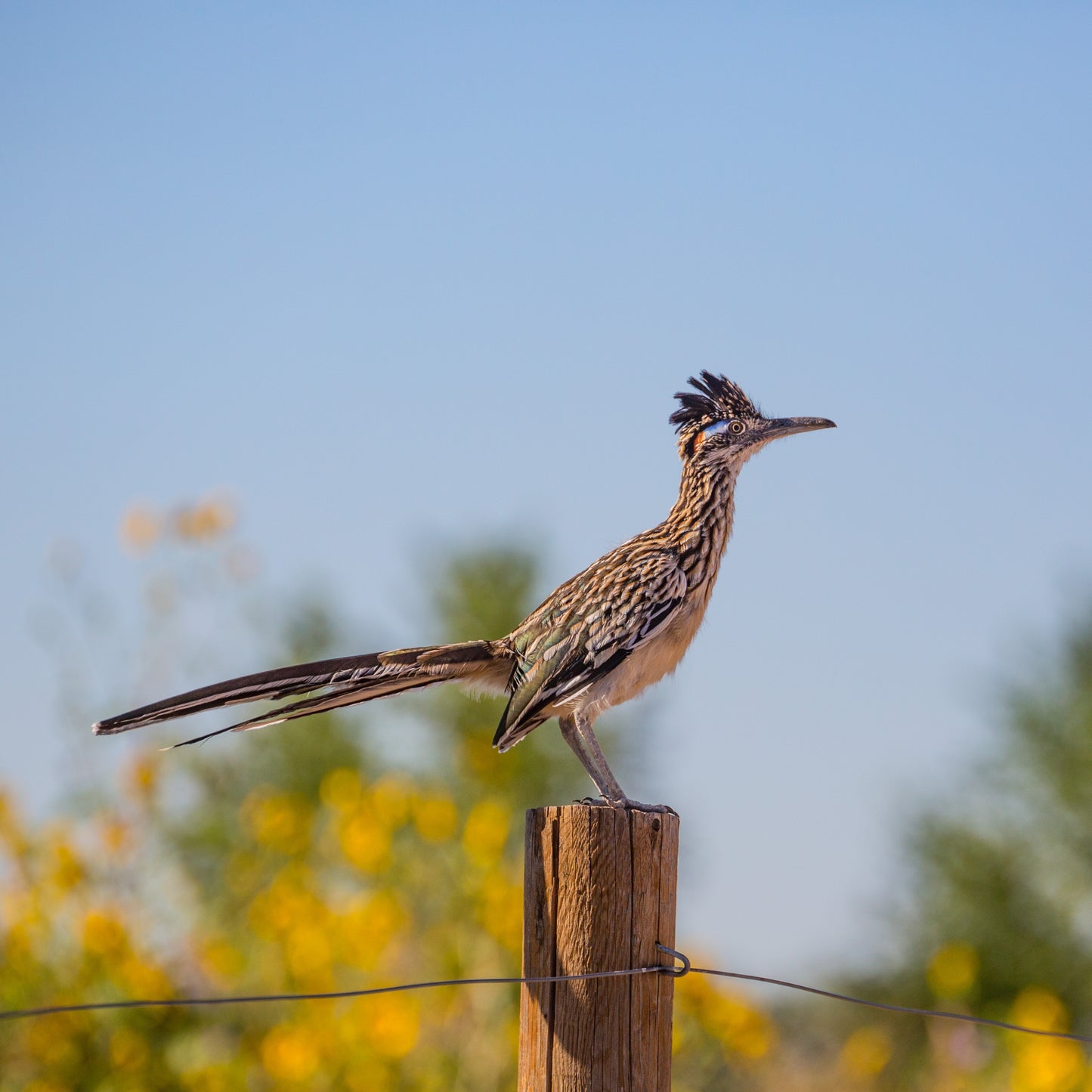 Road Runner with Yellow Flowers