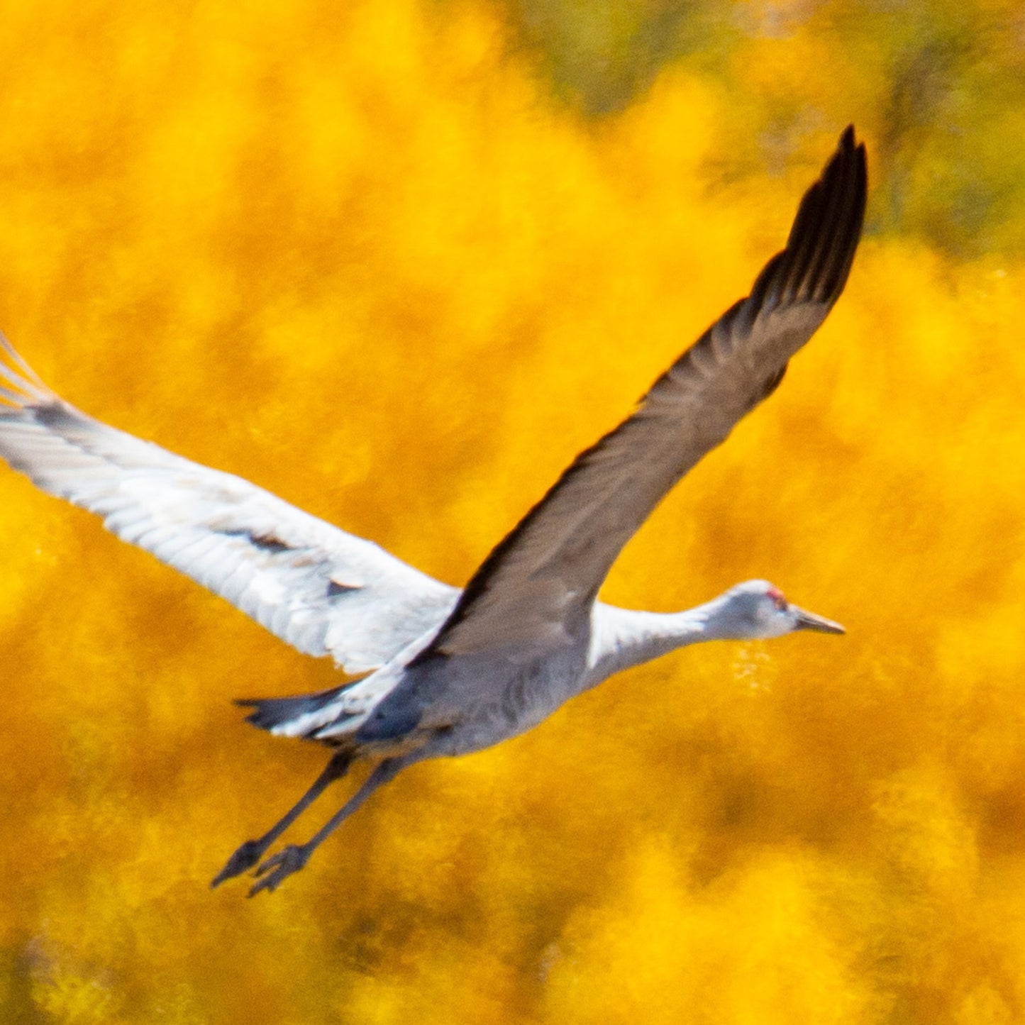 Sandhill Cranes Golden Light