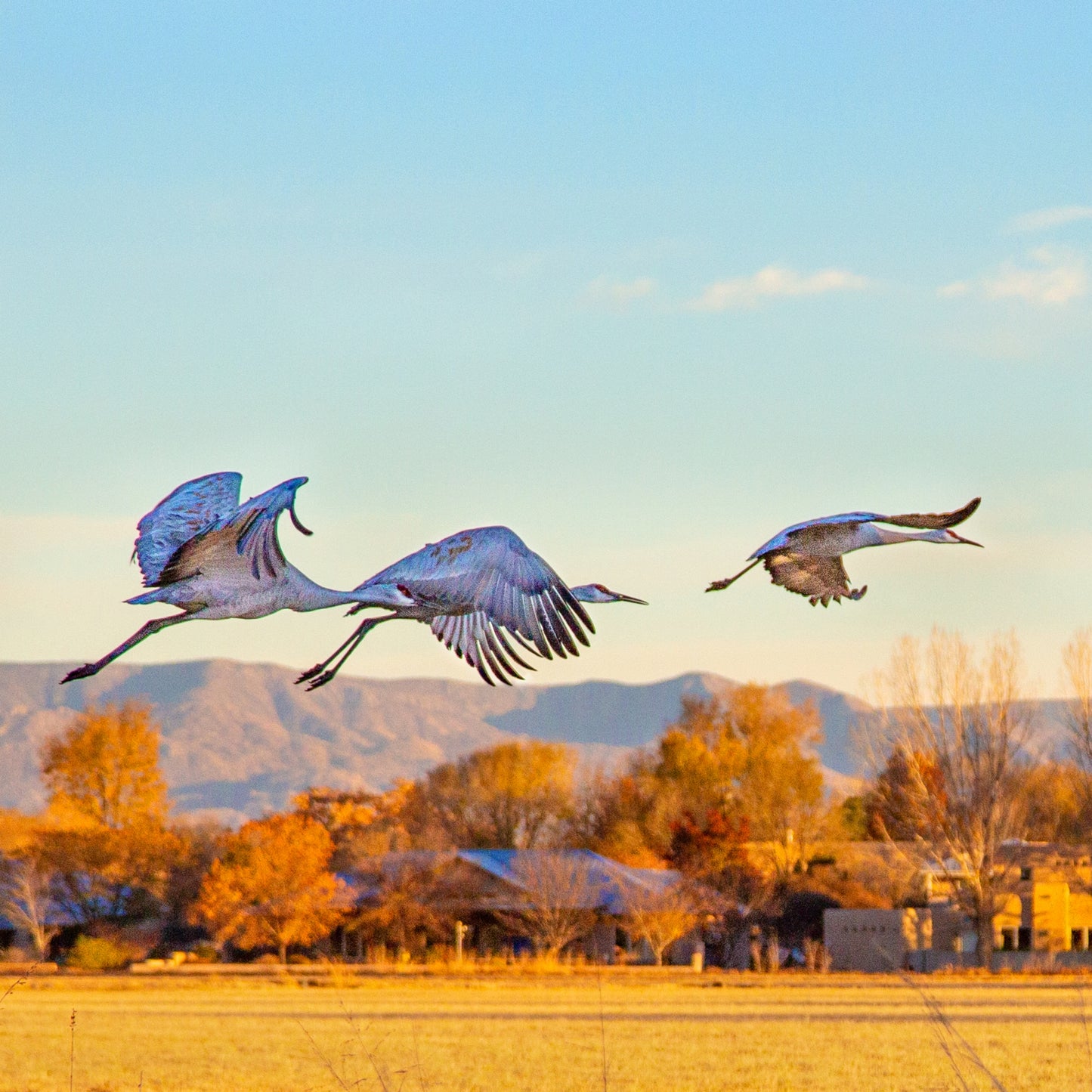 Sandhill Cranes Sunset Delight