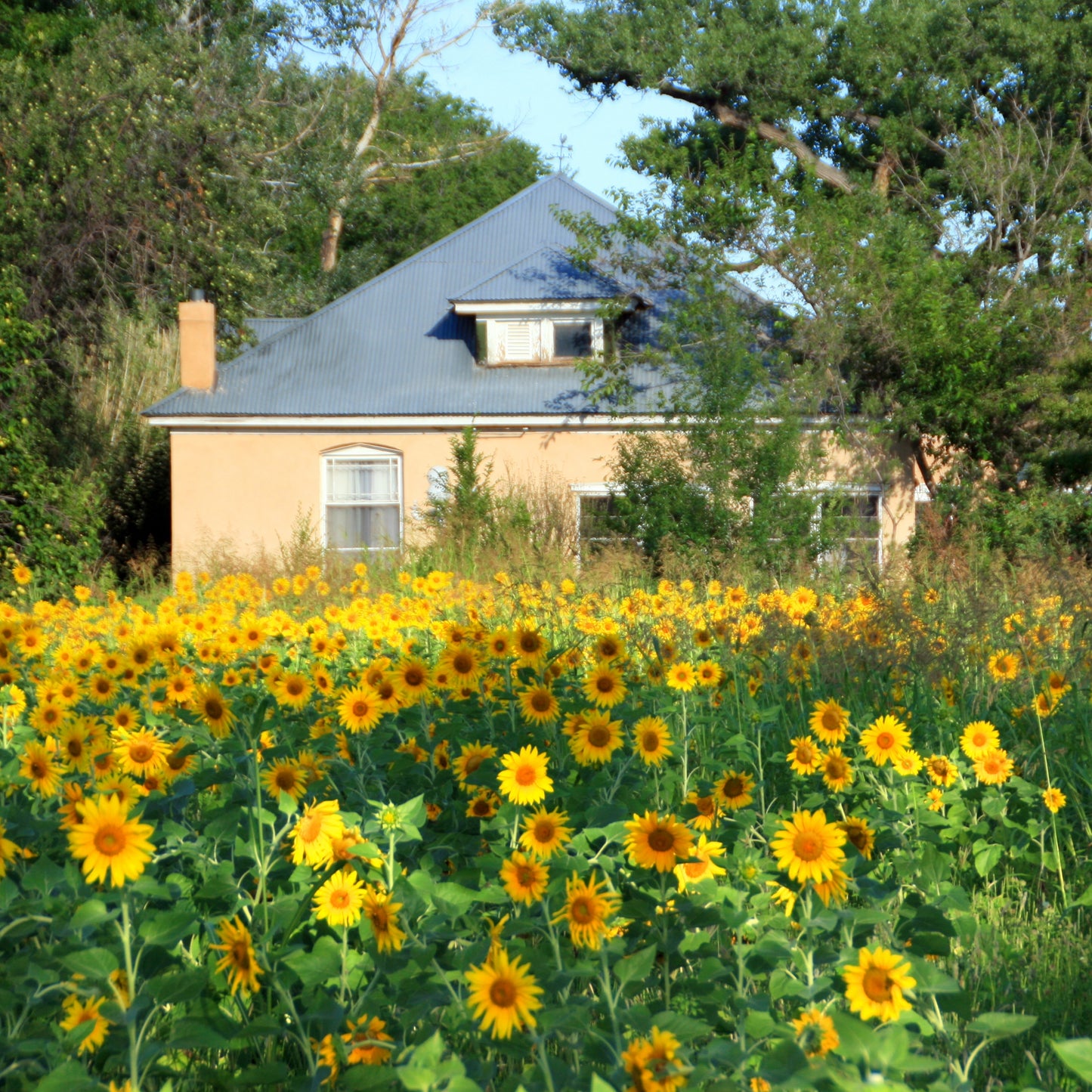 Sunflower Fields with Little House