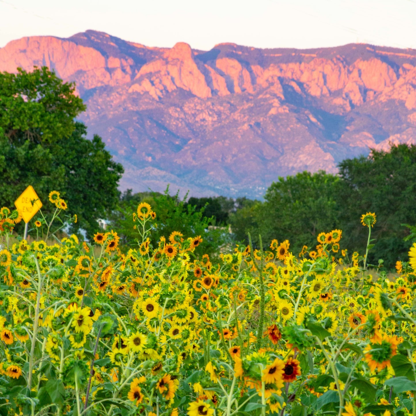 Sunflower Fields with Sandia Mountains