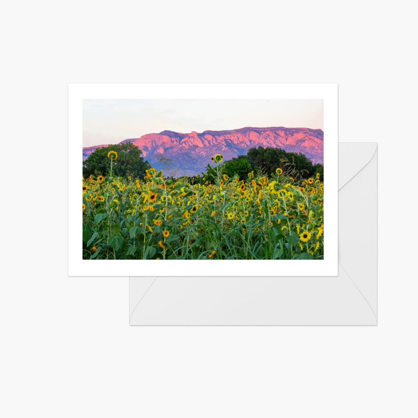 Sunflower Fields with Sandia Mountains - Landscape
