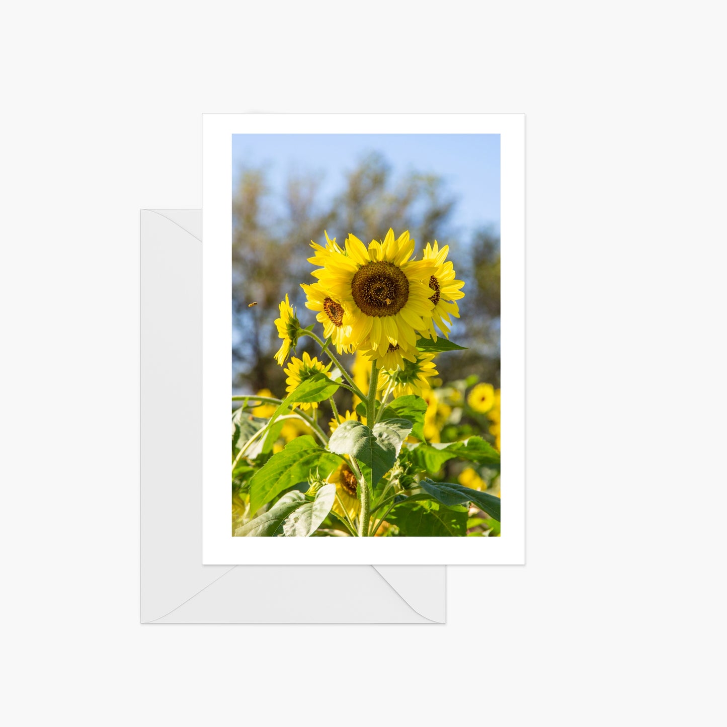 Yellow Sunflower Sun Shining