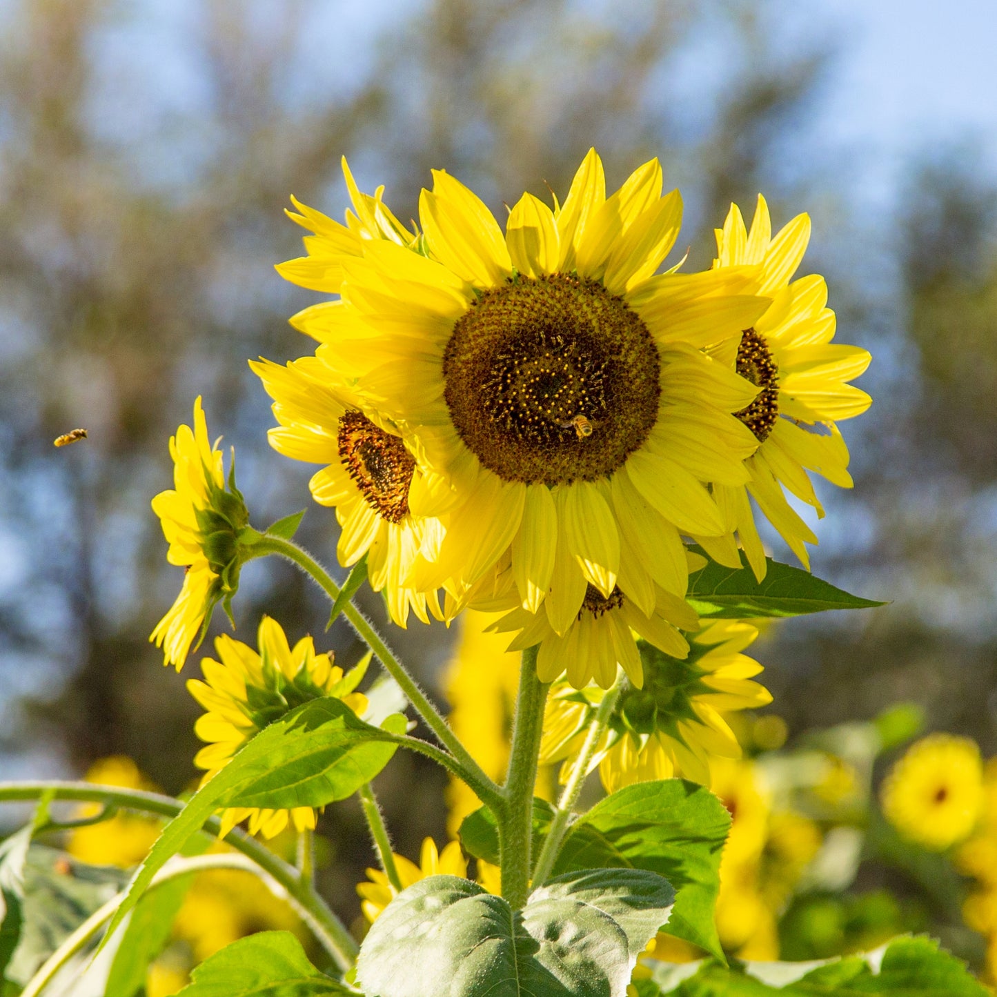 Yellow Sunflower Sun Shining
