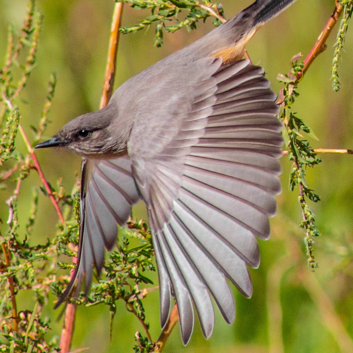 Says Phoebe in Flight