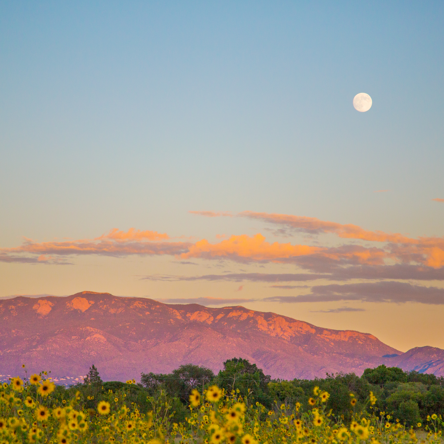 Moon over Summer Sunflower Field at Sunset Postcard