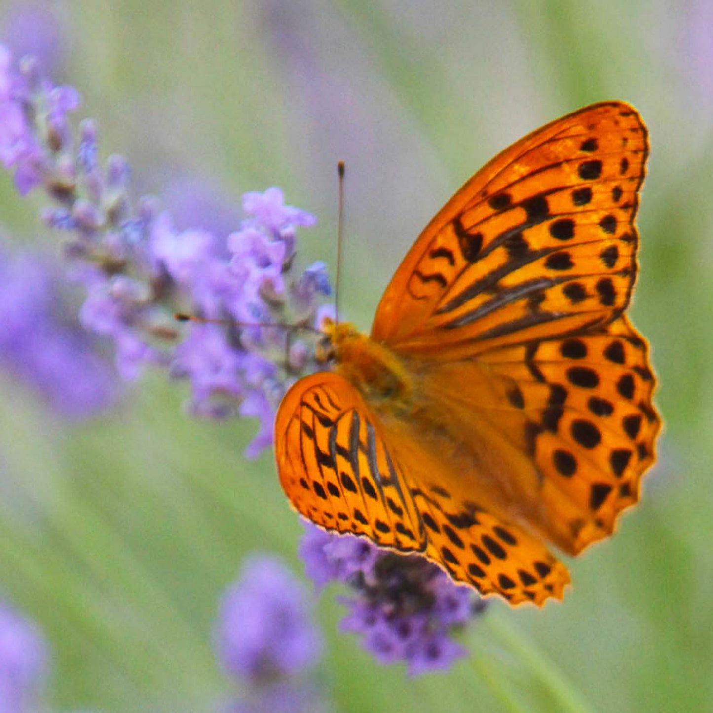Orange Butterfly on Lavender