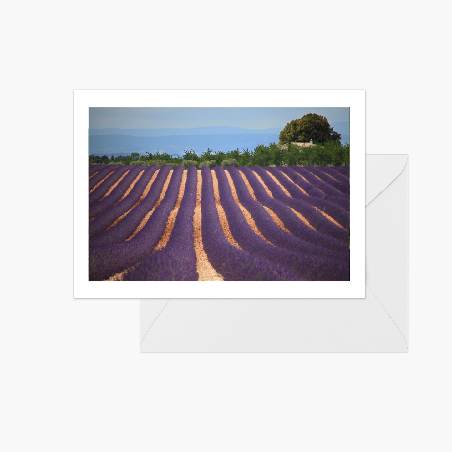 Lavender Fields of Provence Card Collection