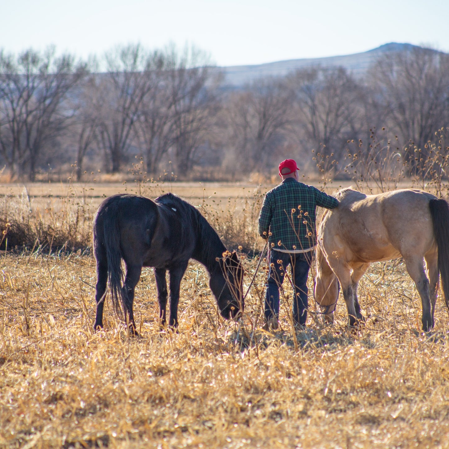 Man Wearing Red Hat Standing in Field with his Horses