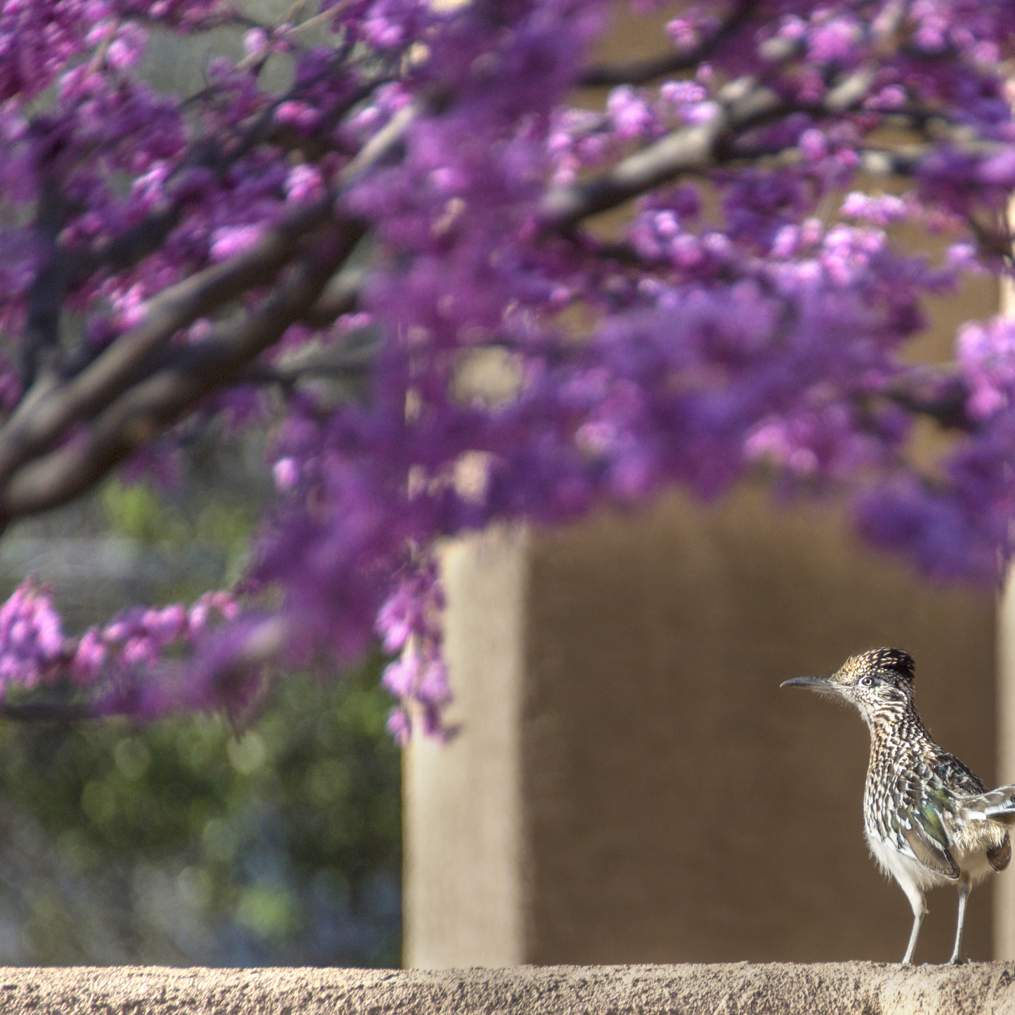 Roadrunner in Spring Metallic Print