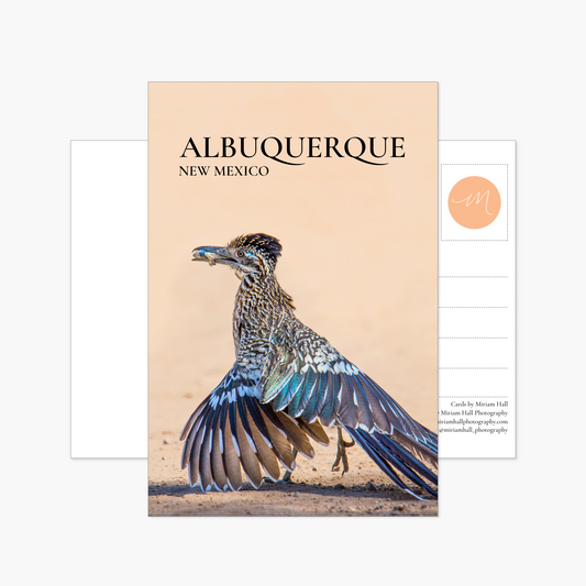 Albuquerque, New Mexico Roadrunner