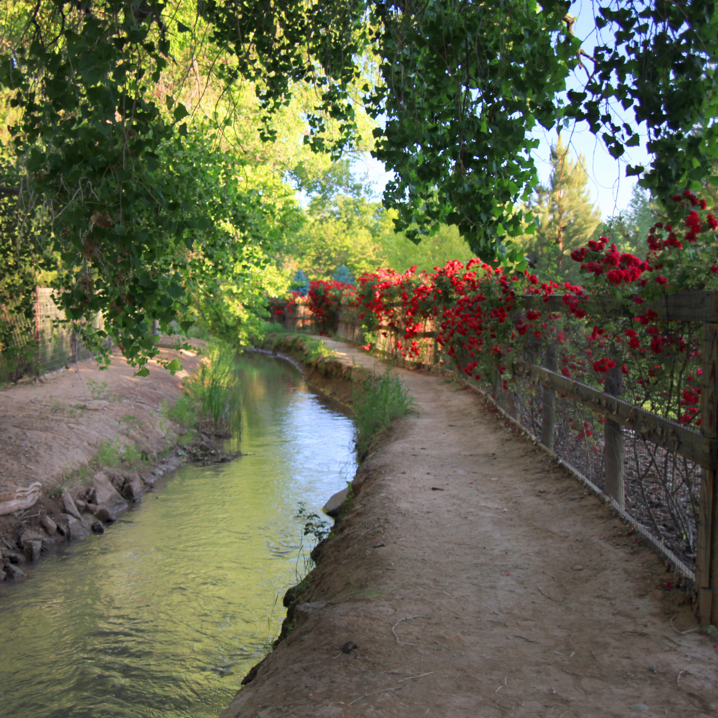 Rose Ditch in Summer Postcard